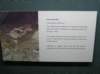 newzealandinvercargillsouthlandmuseumartgallery12_small.jpg