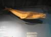 newzealandinvercargillsouthlandmuseumartgallery13_small.jpg
