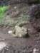 newzealandinvercargillsouthlandmuseumartgallery2_small.jpg