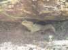 newzealandinvercargillsouthlandmuseumartgallery3_small.jpg