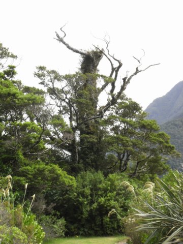 newzealandmilfordsound70.jpg