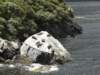 newzealandmilfordsoundseals_small.jpg