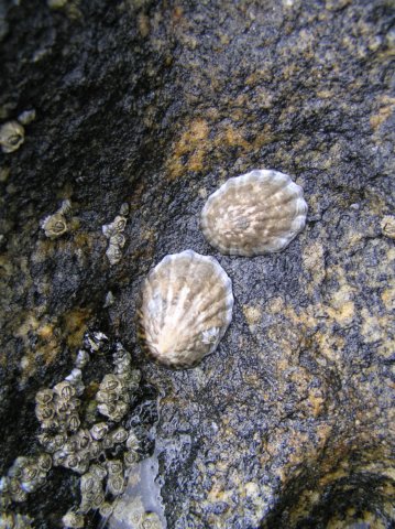 newzealandstewartisland64.jpg