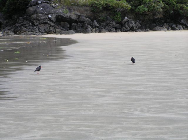 newzealandstewartisland80.jpg