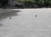 newzealandstewartisland80_small.jpg