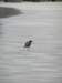 newzealandstewartisland81_small.jpg