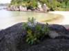 newzealandstewartisland91_small.jpg