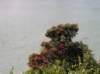newzealandstewartisland95_small.jpg