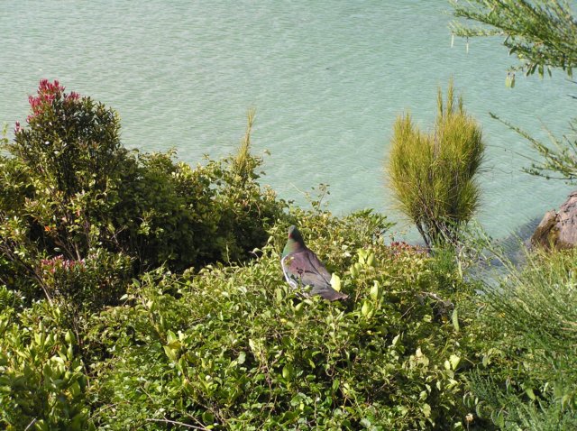 newzealandstewartisland96.jpg