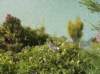 newzealandstewartisland96_small.jpg
