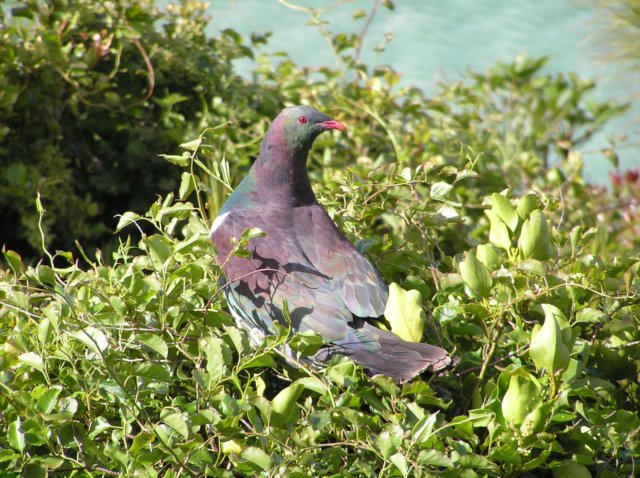 newzealandstewartisland97.jpg