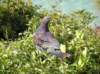 newzealandstewartisland97_small.jpg