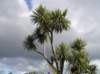 newzealandstewartisland99_small.jpg
