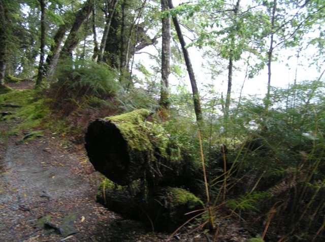 newzealandteanauglowwormscaves11.jpg