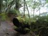 newzealandteanauglowwormscaves11_small.jpg