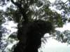 newzealandteanauglowwormscaves13_small.jpg