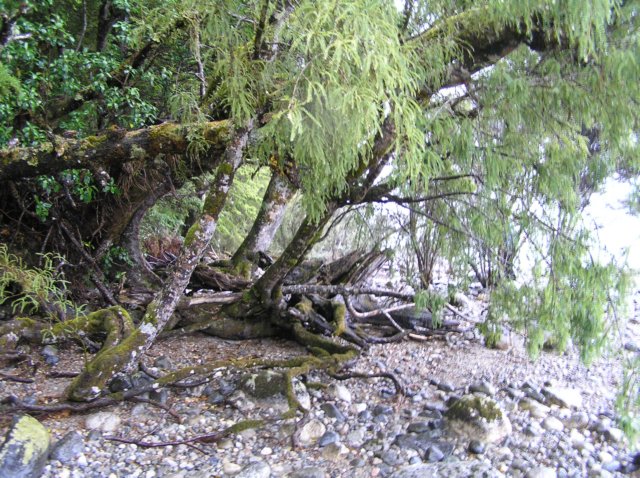 newzealandteanauglowwormscaves5.jpg