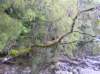 newzealandteanauglowwormscaves9_small.jpg