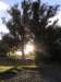 newzealandteanausunrise10_small.jpg