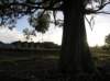 newzealandteanausunrise4_small.jpg