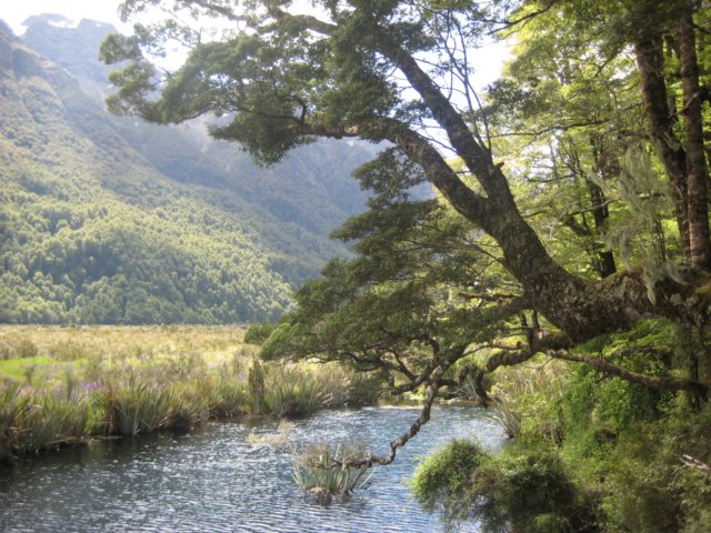 nnewzealandbackfrommilfordsoundmirrorlake.jpg