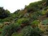 newzealandotagopenisulalarnachcastle19_small.jpg