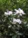 newzealandotagopenisulalarnachcastle29_small.jpg