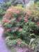 newzealandotagopenisulalarnachcastle30_small.jpg