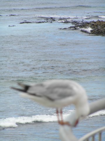 newzealandotagopenisulaseagull.jpg