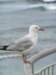 newzealandotagopenisulaseagull2_small.jpg