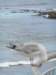 newzealandotagopenisulaseagull_small.jpg