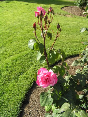newzealandqueenstowngardens10.jpg