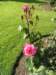 newzealandqueenstowngardens10_small.jpg