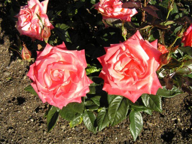 newzealandqueenstowngardens11.jpg