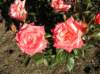 newzealandqueenstowngardens11_small.jpg
