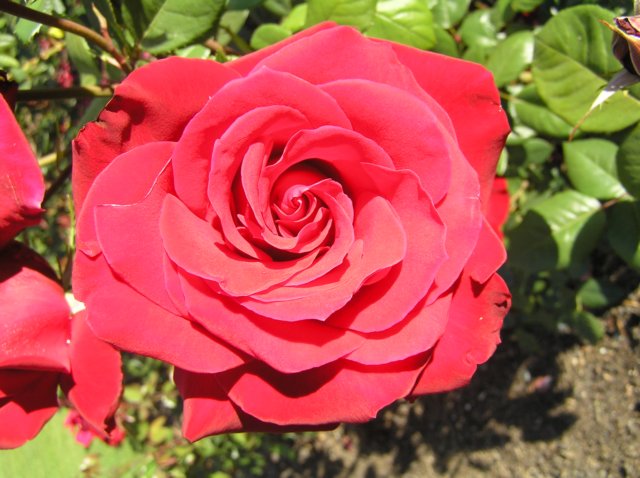 newzealandqueenstowngardens12.jpg