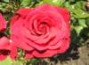 newzealandqueenstowngardens12_small.jpg