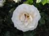 newzealandqueenstowngardens13_small.jpg