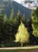 newzealandqueenstowngardens14_small.jpg
