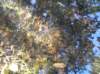 newzealandqueenstowngardens20_small.jpg