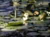 newzealandqueenstowngardens21_small.jpg