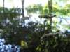 newzealandqueenstowngardens24_small.jpg