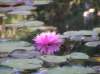 newzealandqueenstowngardens26_small.jpg