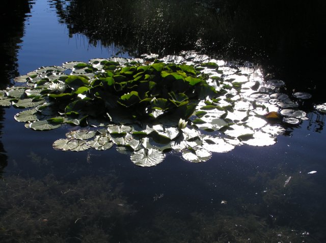 newzealandqueenstowngardens29.jpg