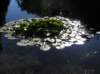 newzealandqueenstowngardens29_small.jpg