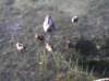 newzealandqueenstowngardens31_small.jpg
