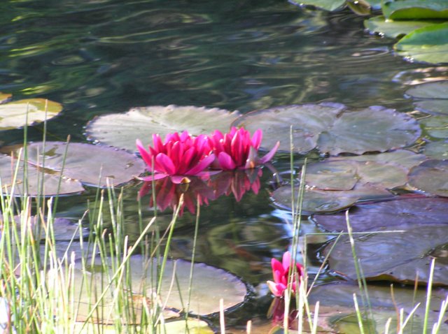 newzealandqueenstowngardens32.jpg
