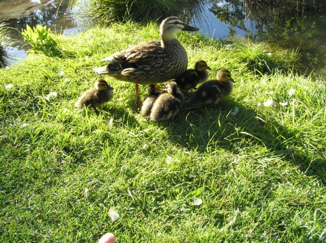 newzealandqueenstowngardens35.jpg