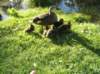 newzealandqueenstowngardens35_small.jpg