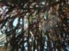 newzealandqueenstowngardens40_small.jpg